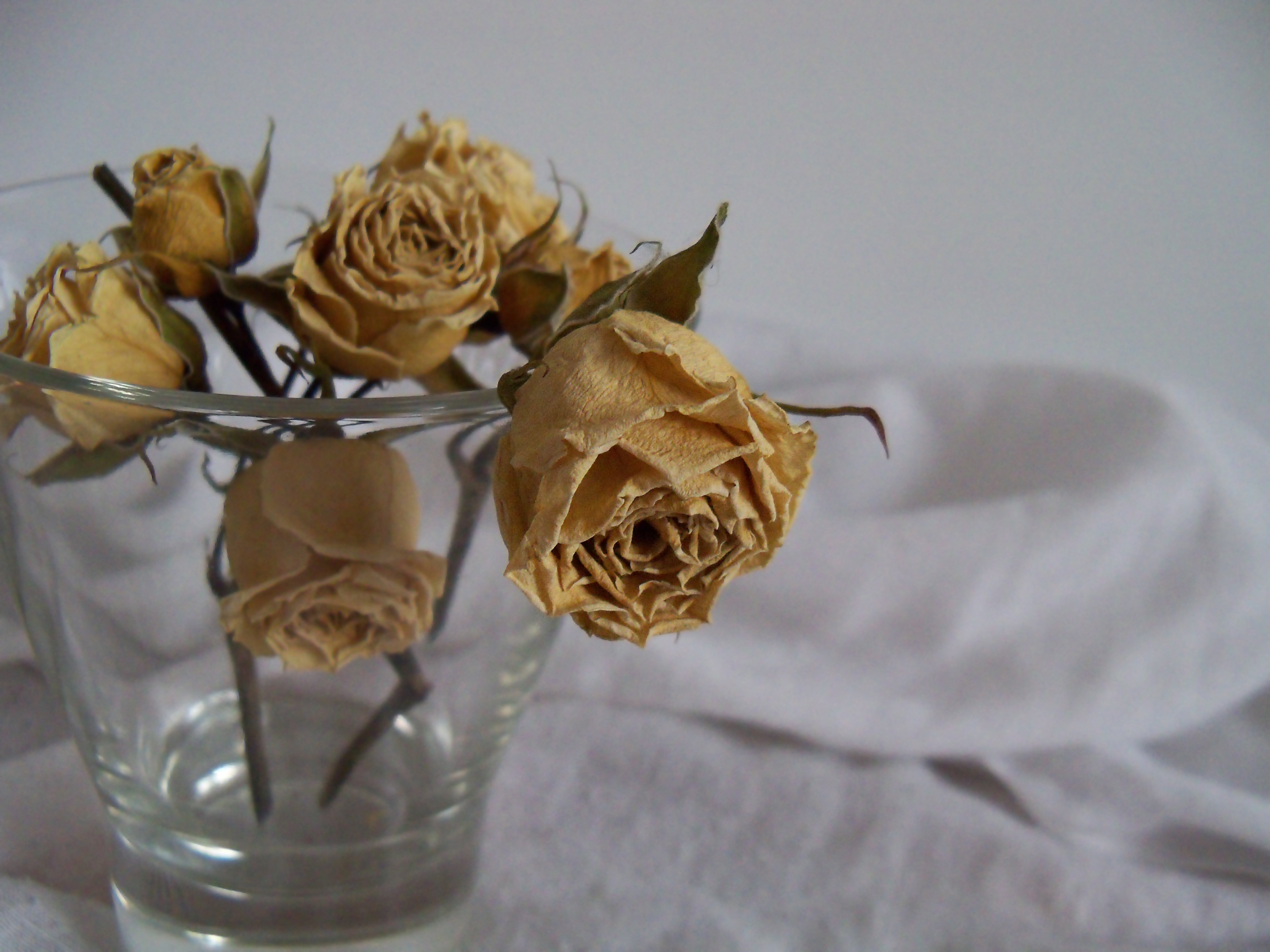 Почему вянут розы в вазе. Увядшие цветы Эстетика. Засохшие цветы. Цветок завял. Увядшие розы в вазе.